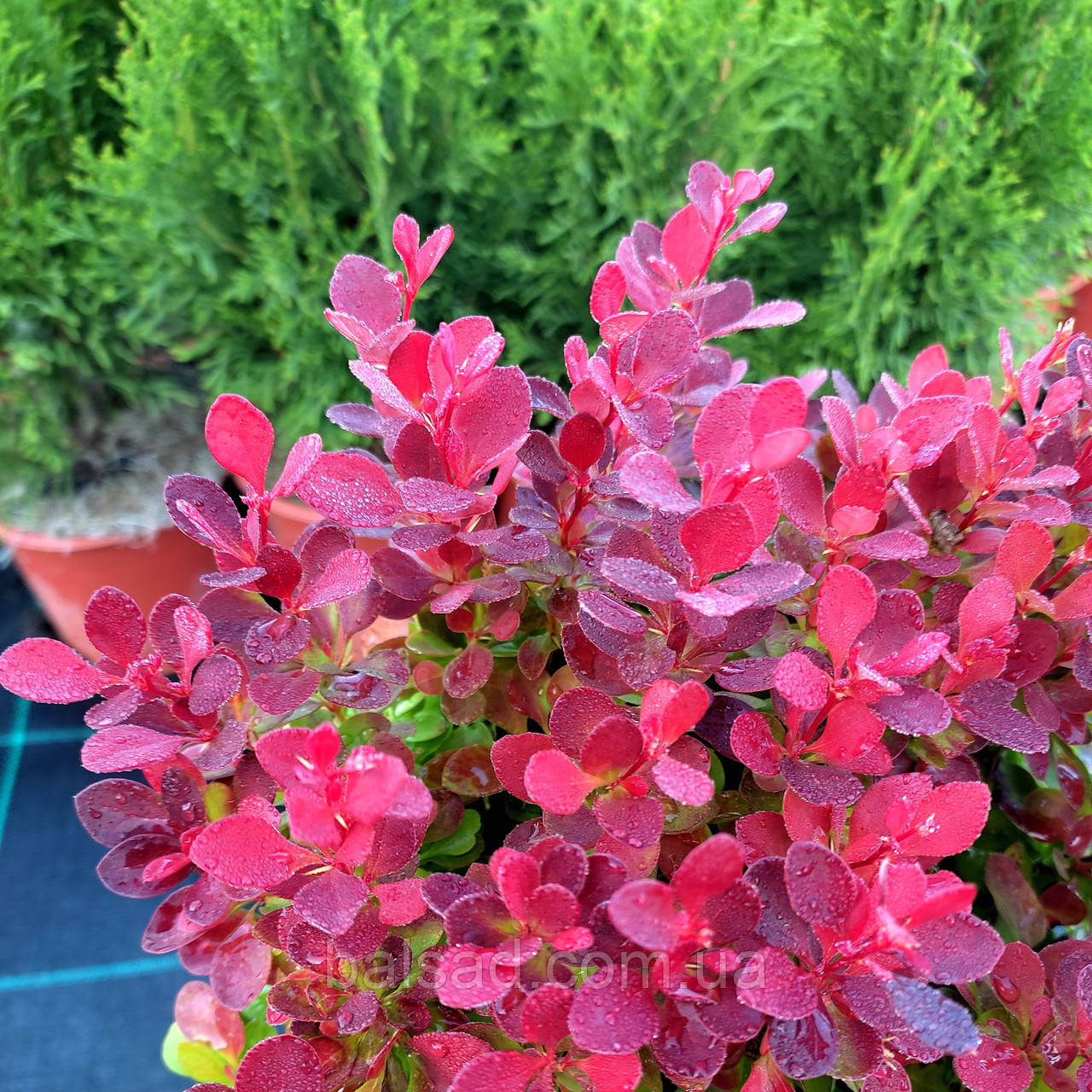 Барбарис Лютін Руж / Berberis thunbergii Lutin Rouge