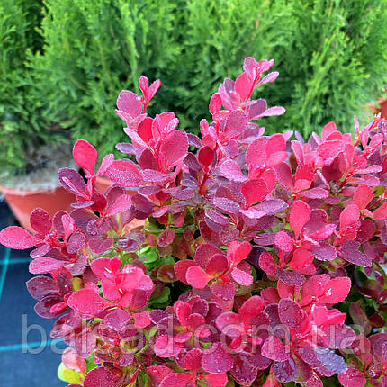 Барбарис Лютін Руж / Berberis thunbergii Lutin Rouge, фото 1