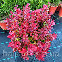 Барбарис Лютін Руж / Berberis thunbergii Lutin Rouge, фото 4