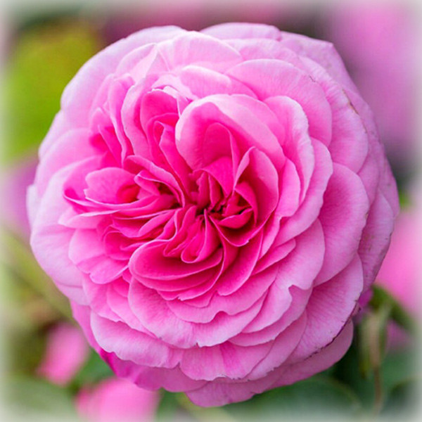 Троянда Гертруда Джекіл (Gertrude Jekyll), англійська в контейнері