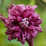 Клематис 2-х річний "Purpurea plena elegans"(закритий корінь), фото 2