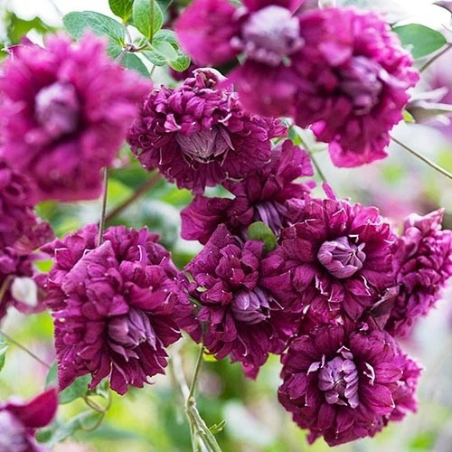 Клематис 2-х річний "Purpurea plena elegans"(закритий корінь), фото 1