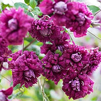 Клематис 2-х річний "Purpurea plena elegans"(закритий корінь)