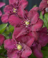 Клематис 2-х річний "Jan III Sobeski"