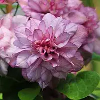 Клематис 2-х літній "Innocent Glance"