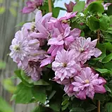 Клематис 2-х літній "Innocent Glance", фото 2