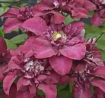 Клематис 2-х річний "Jan III Sobeski"