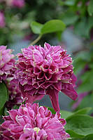 Клематис 2-х річний "Hot Love"