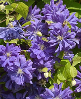 Клематис 2-х річний "Floral dance"