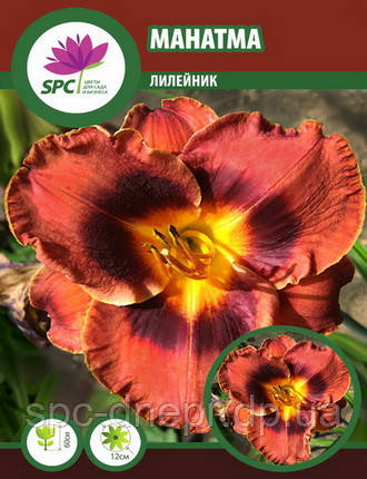 Лілейник Mahatma, фото 1