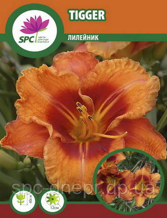Лилейник Tigger