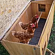 Дерев'яний будиночок  на 4 курки HEN HOUSE10 124 x 98 x h 110 cm, фото 9