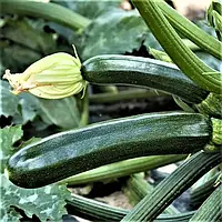 Насіння цукіні Супремо Syngenta - 5шт (Агро Імідж)