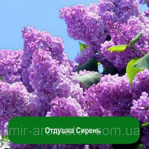 Бузок 30 грам