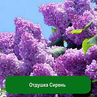 Бузок  30  грам