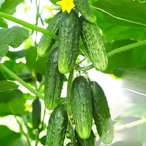 Насіння огірків Окстопус F1 Syngenta - 50шт (Агро Імідж)