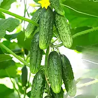 Насіння огірків Окстопус F1 Syngenta - 50шт (Агро Імідж)