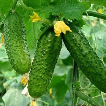 Насіння огірка Атлантіс F1 Bejo (Бейо), Голландія - 50шт (Агро Імідж)