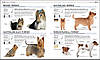 The Complete Dog Breed Book, фото 6