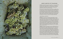 Champagne: The Essential Guide To The Wines, Producers And Terriors Of The Iconic Region, фото 5