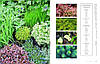 Super Bloom: A Field Guide to Flowers for Every Gardener, фото 11