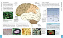 The Brain Book: An Illustrated Guide to its Structure, Functions, and Disorders, фото 4