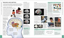 The Brain Book: An Illustrated Guide to its Structure, Functions, and Disorders, фото 6