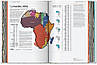 Understanding the World. The Atlas of Infographics, фото 9