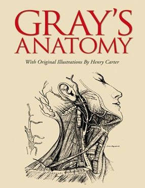 Gray's Anatomy (Slipcase Edition), фото 1