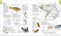 The Visual Encyclopedia, фото 6