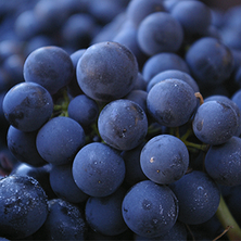Wine Science: The Application of Science in Winemaking, фото 4