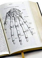 Gray's Anatomy Barnes & Noble, фото 4