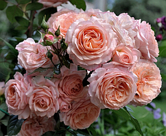 Троянда Сурір дю Хавр.Чайно-гібридна троянда. (в)