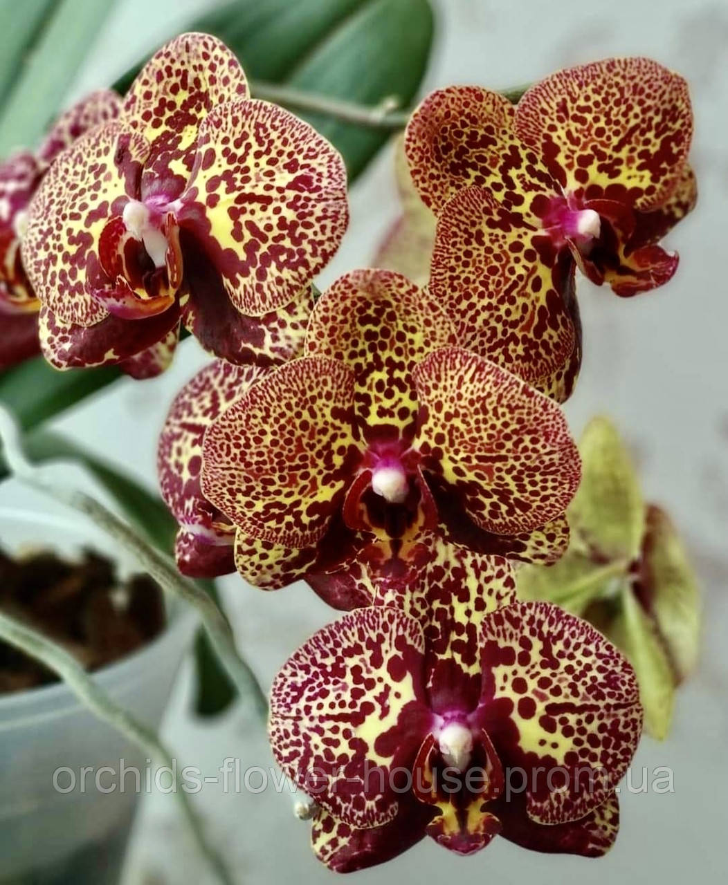 Орхідея Phal. Mars Fighter (I-Hsin Yellow Leopard) 808 підліток