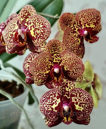 Орхідея Phal. Mars Fighter (I-Hsin Yellow Leopard) 808 підліток, фото 1