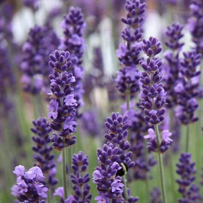 Саджанці Лаванди вузьколистої 2-річний (Lavandula angustifolia), фото 1