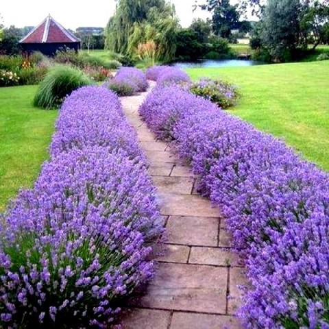 Саженцы Лаванды узколистной Платинум Нико 2 летний (Lavandula ...