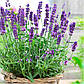 Саджанці Лаванди вузьколистої Хидкот 2-річний (Lavandula angustifolia Hidcote), фото 3