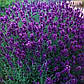 Саджанці Лаванди вузьколистої Хидкот 2-річний (Lavandula angustifolia Hidcote), фото 5