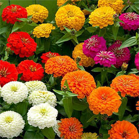 Цинія - насіння цинії