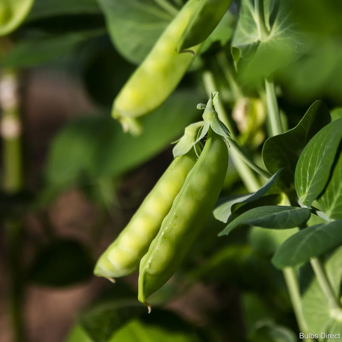 Насіння гороху Сомервуд супер солодкий, Syngenta, Голландия - 100 шт (Агро Імідж)