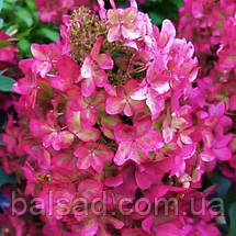 Гортензія Металіка / С1,5 / Hydrangea paniculata Metallica, фото 5