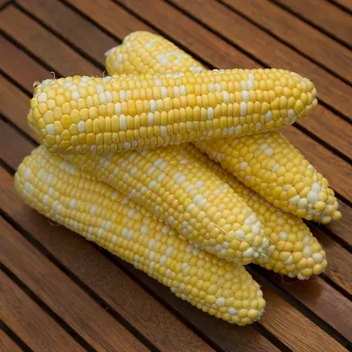 Насіння цукрової кукурудзи Ракель F1, Clause - 20 шт (Агро Імідж)