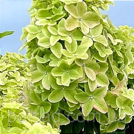 Гортензія Металіка / С1,5 / Hydrangea paniculata Metallica, фото 1