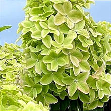 Гортензія Металіка / С1,5 / Hydrangea paniculata Metallica