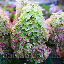 Гортензія Металіка / С1,5 / Hydrangea paniculata Metallica, фото 3