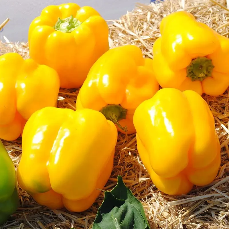 Насіння перцю Люмос F1, Syngenta - 10 шт (Агро Імідж)