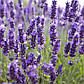 Саджанці Лаванди Англійської вузьколистої 2-річний (Lavandula angustifolia, officinalis L.), фото 2