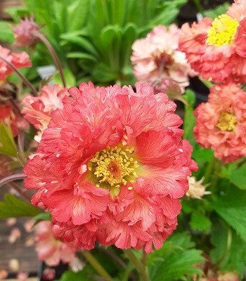 Гравілат "Bohema Pink"