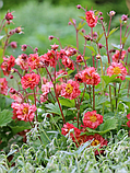 Гравілат "Bohema Pink", фото 3